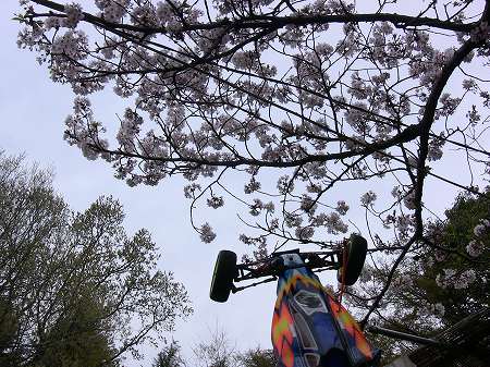 桜とRB5.jpg